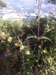 Asterohyptis stellulata