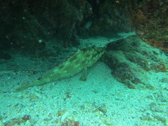 Epinephelus labriformis