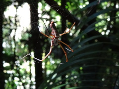 Nephila cornuta
