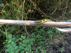 Erythrolamprus melanotus
