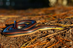 Rainbow Snake photo 2