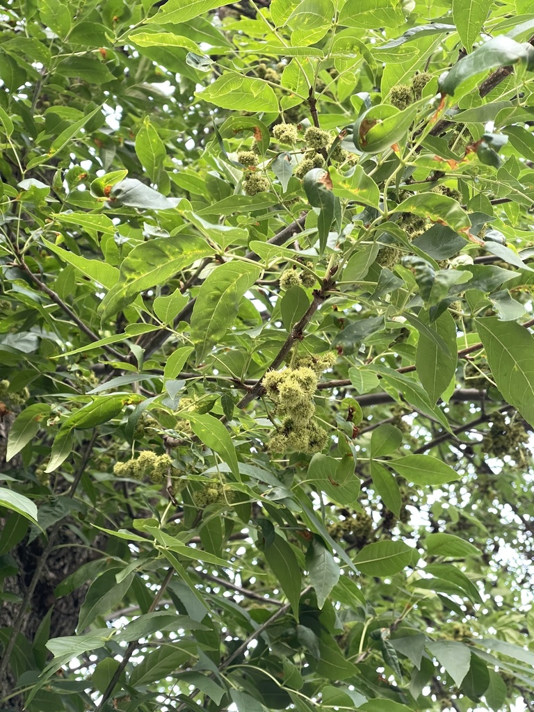 Ash Flower Gall Mite from Wisconsin Ave, Madison, WI, US on July 16 ...