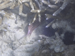 Sargocentron diadema