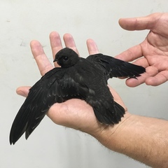 Cypseloides fumigatus