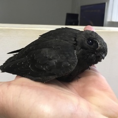 Cypseloides fumigatus