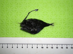 Chaenophryne longiceps