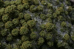 Werneria dactylophylla