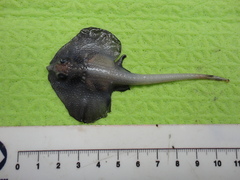 Deepwater Ray photo 5