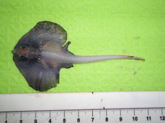 Deepwater Ray photo 4