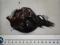 Melanocetus johnsonii