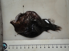 Melanocetus johnsonii