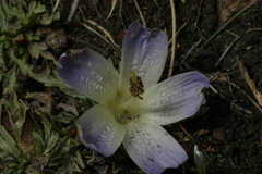 Nototriche obtusa