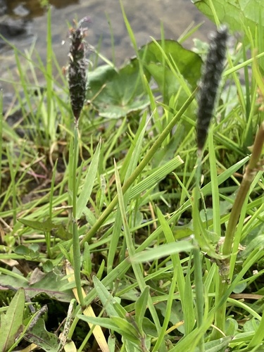 psiarka kolienkatá (Alopecurus geniculatus)