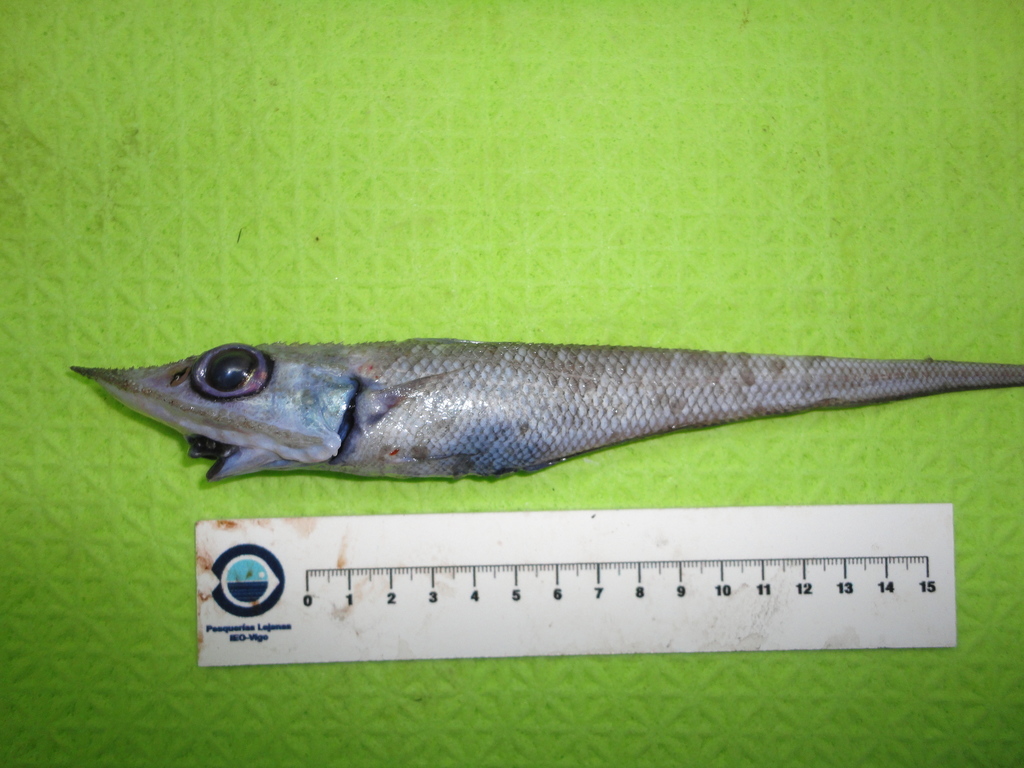 Roughnose Grenadier