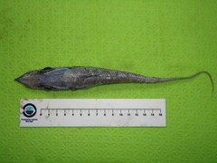 Trachyrincus murrayi