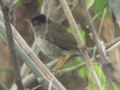 Catharus mexicanus