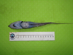 Trachyrincus murrayi