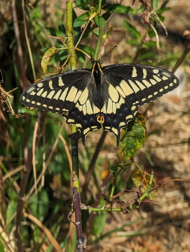 Anise swallowtail