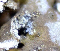 Physconia isidiigera