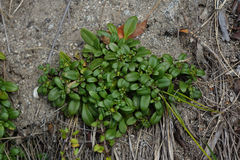 Gentianella saxosa