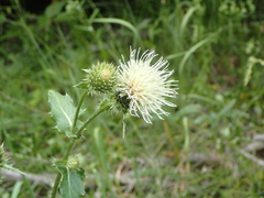 Cirsium clavatum