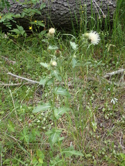 Cirsium clavatum