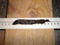 Photostylus pycnopterus