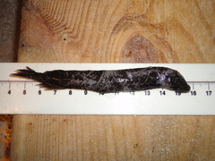 Photostylus pycnopterus