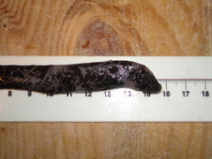 Photostylus pycnopterus