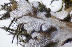 Physconia isidiigera