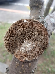 Hexagonia apiaria image