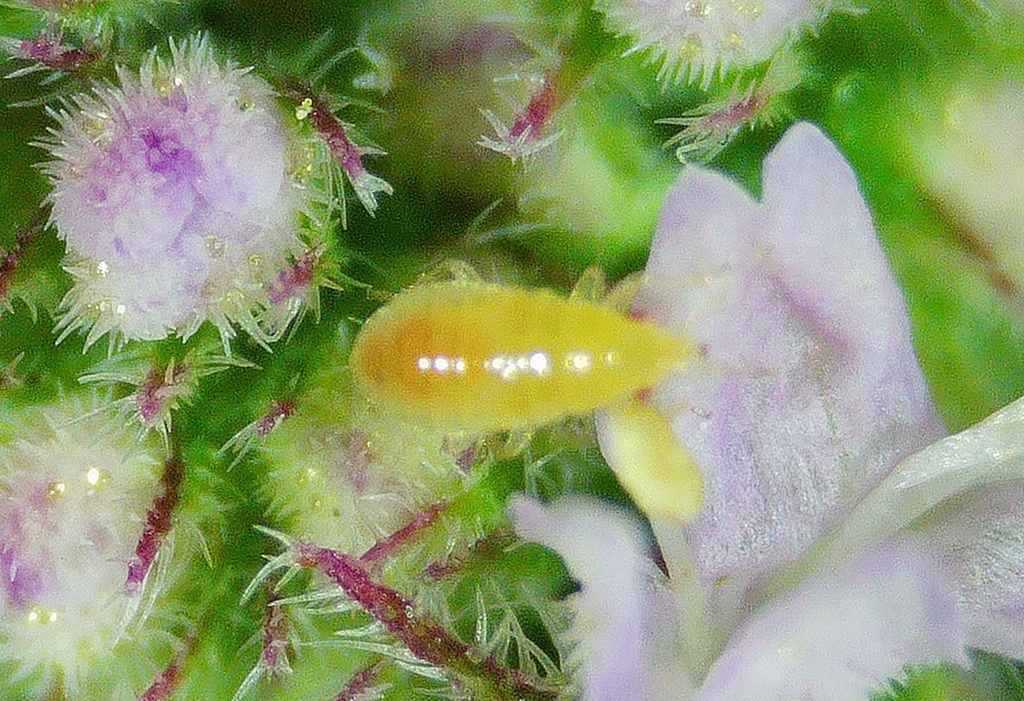 Redcurrant Blister Aphid from Ballard, Seattle, WA, USA on July 16 ...