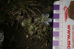 Nototriche obtusa