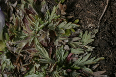 Nototriche obtusa