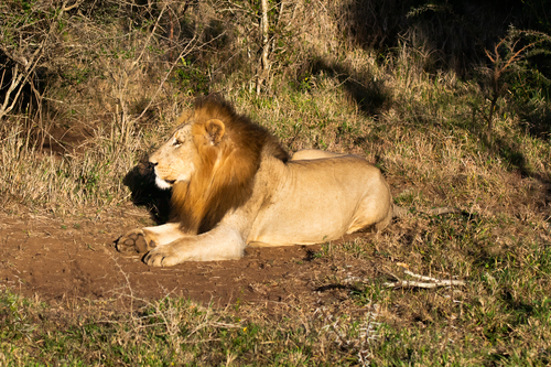 Lion resting in the wild