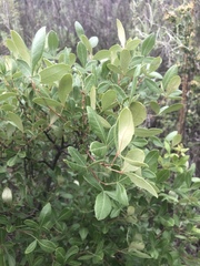 Searsia divaricata