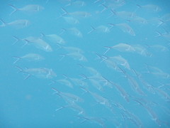 Trachinotus stilbe