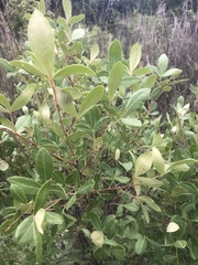 Searsia divaricata