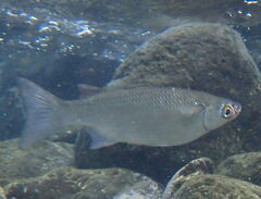 Snouted Mullet photo 2
