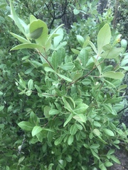 Searsia divaricata