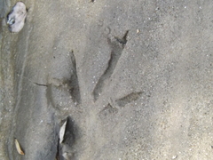 Pelecaniformes