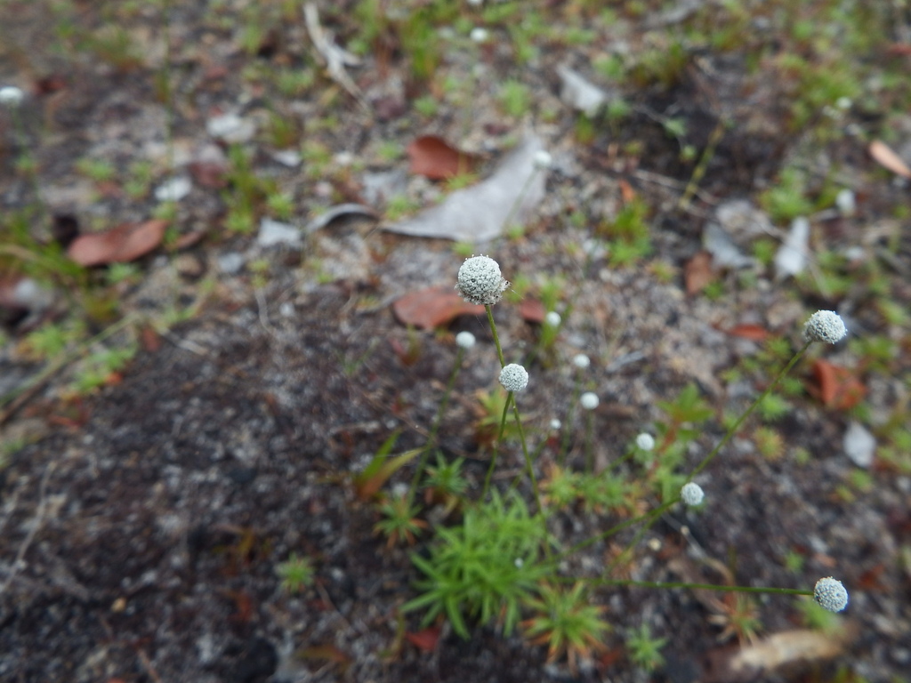 Paepalanthus tortilis