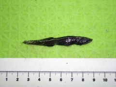 Veiled Anglemouth photo 4