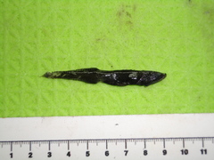 Veiled Anglemouth photo 5