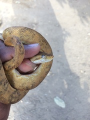 Corallus ruschenbergerii