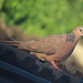 Chinese Spotted Dove - Photo (c) 金翼白眉, some rights reserved (CC BY-NC), uploaded by 金翼白眉