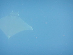 Mobula munkiana