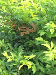 Corallus ruschenbergerii