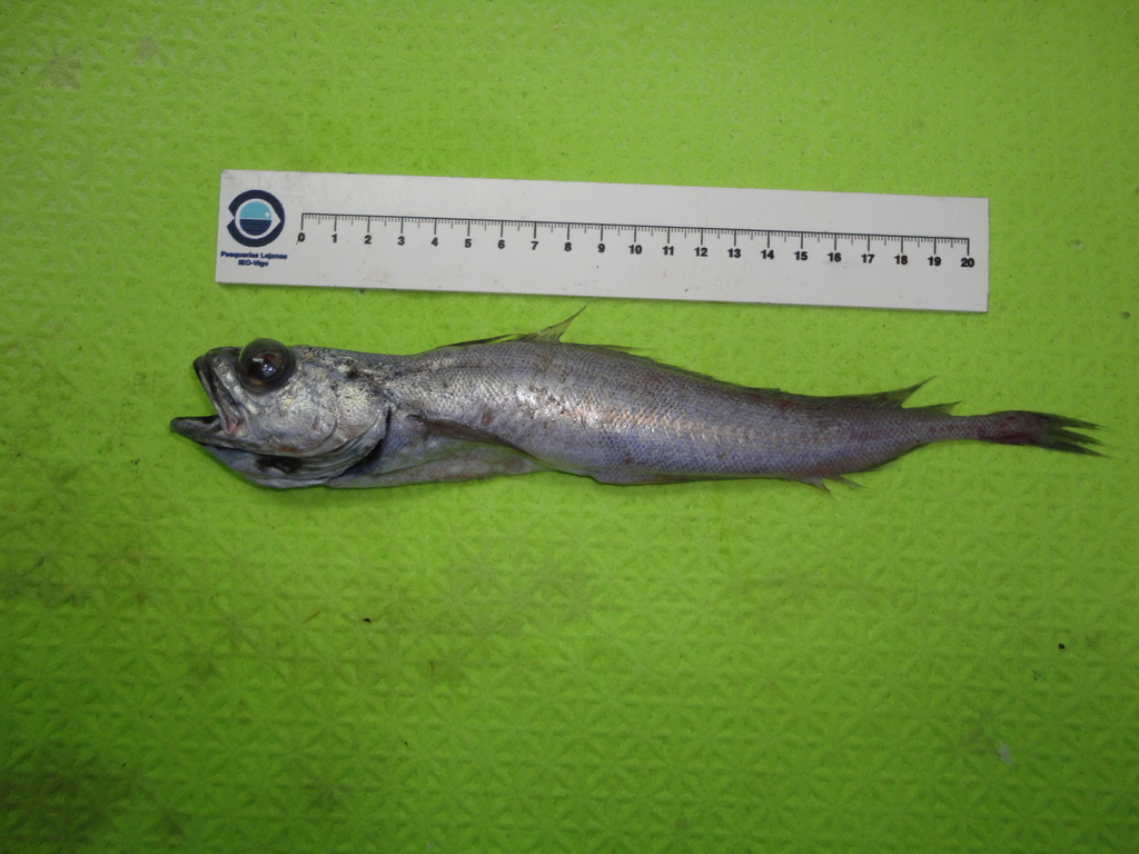 Slender Codling