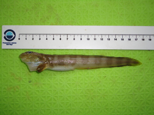 Newfoundland Eelpout